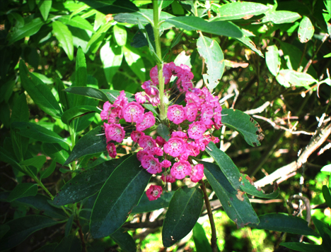 Adirondack Wildflowers:  Sheep Laurel on Barnum Bog at the Paul Smiths VIC